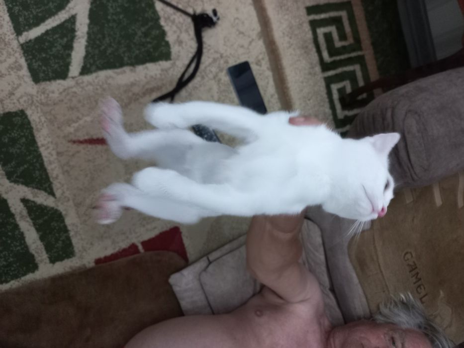 Бесплатно котёнок мальчик