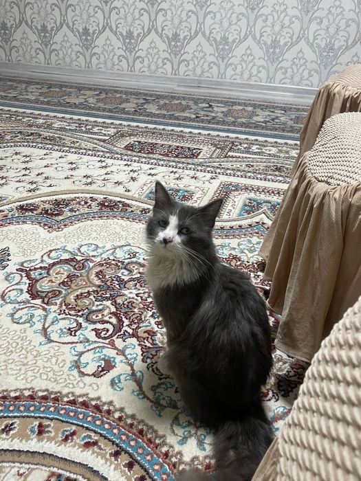 Mushuk Tom yaxshi boqadigon odamlaga beramiz
