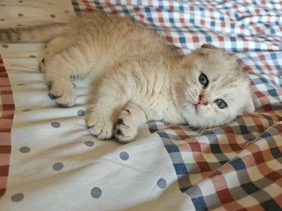 Синеглазые котята британцы