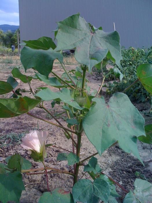 Памук семена 50 бр.