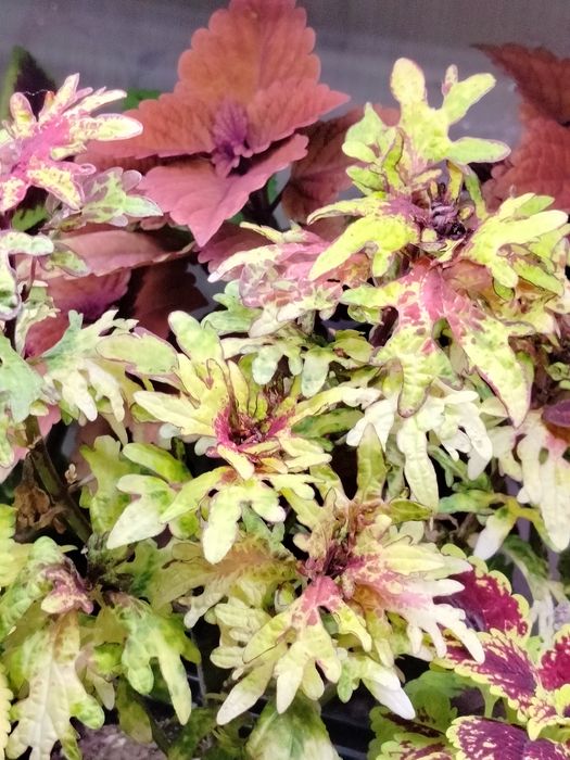 Продам срезы колеусов, традесканции.