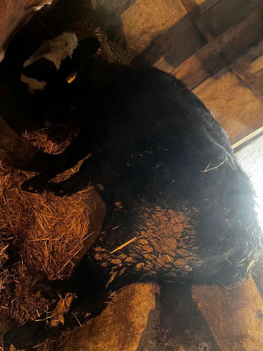 Продам тёлку 10месяцев