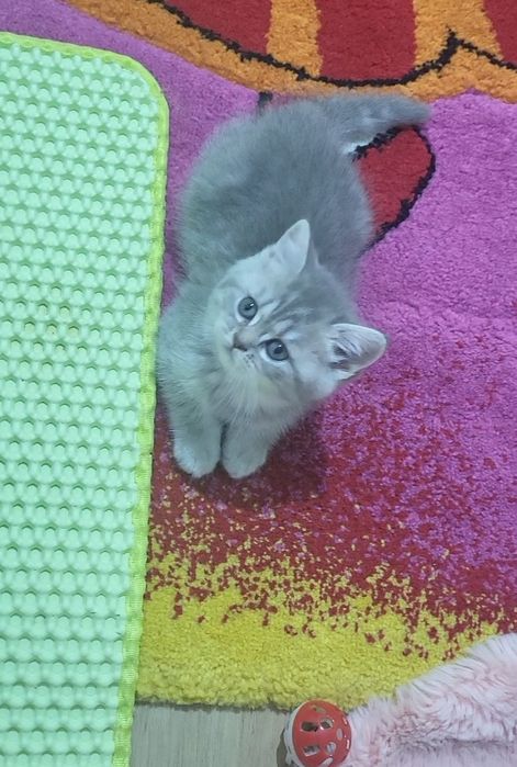 British shorthair tobby