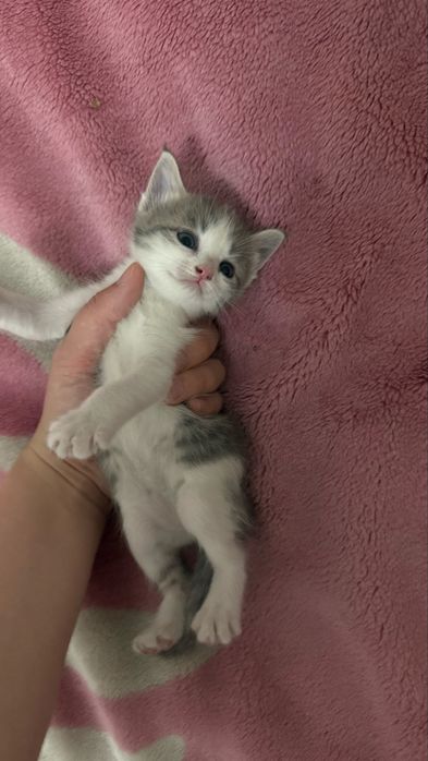 Продам девочку котенка