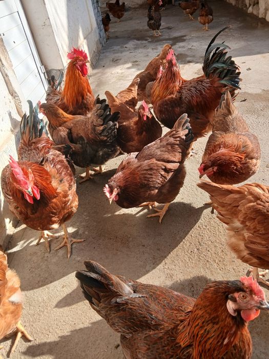 Хан хяп товуклар бор 80та тухм кляпти