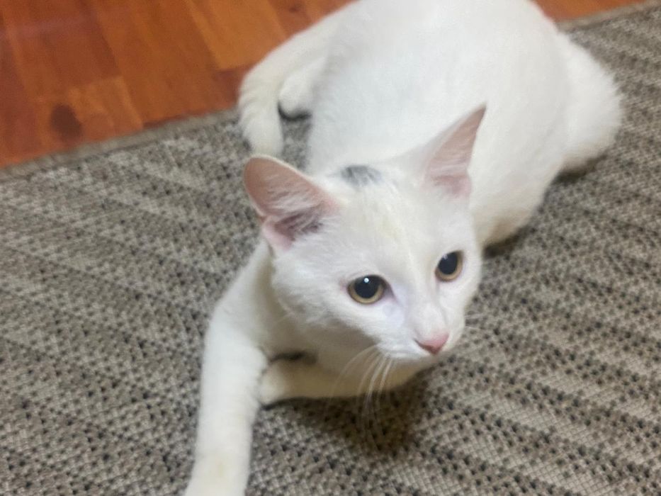 Отдам кошку в хорошие руки