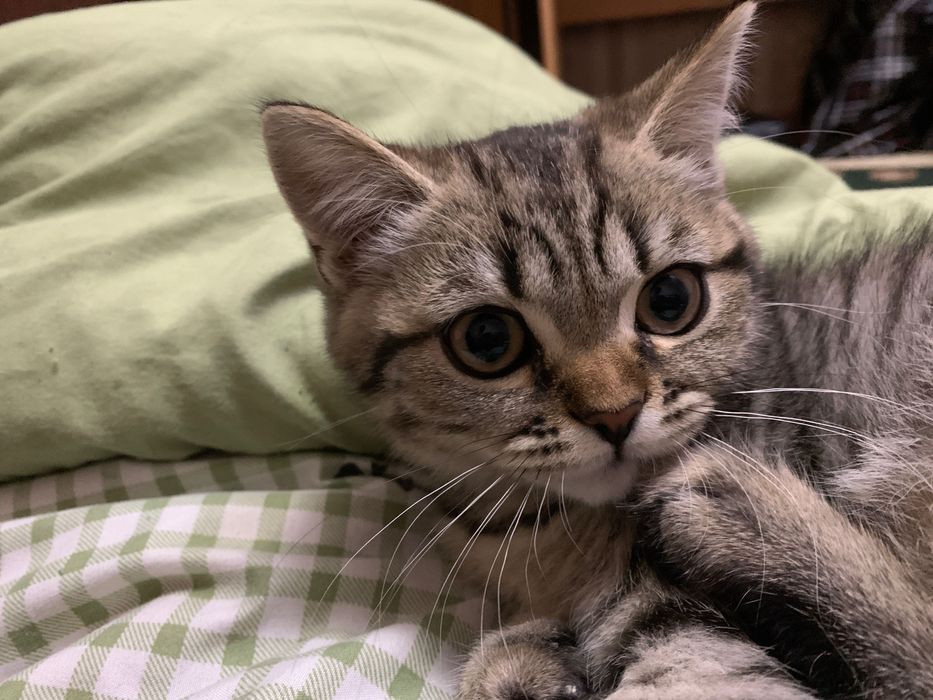 Scottish straight 3 oylik soglom