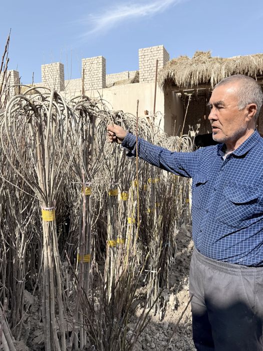 Мевали кучатлар оптом. Mevali ko'chatlar bor. 15 000 сум