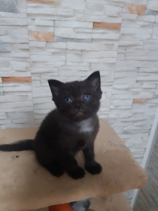 Котик мальчик, в добрые руки, метис