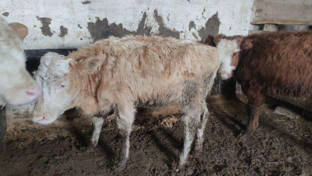 Баспақ сатылады срочна