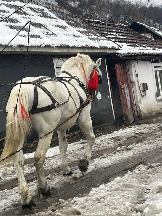 Armasar vand sau schimb