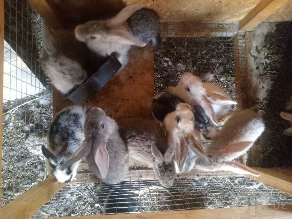Срочно продам кроликов