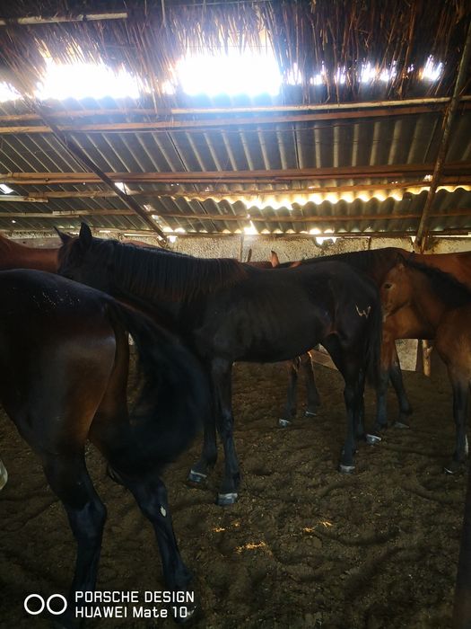 Қабыла с жеребенком и тайчик. 1,5 мец,