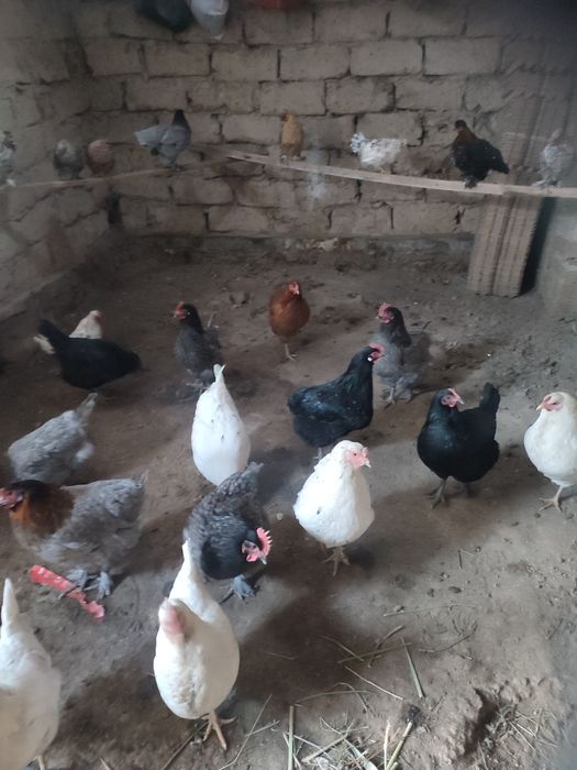 Куры домашние куры