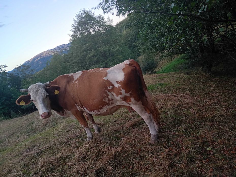 Vaca de vanzare pt sacrificat