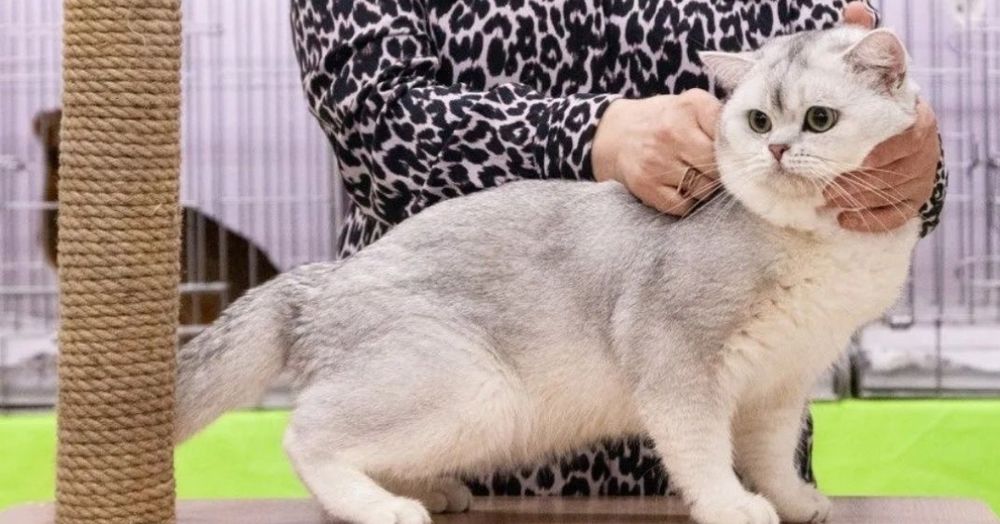 Взка кота дрогоценого окраса кота, шиншилла серебро!
