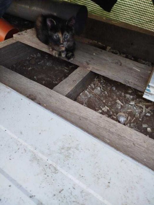 Подарявам 2 мъжки котета