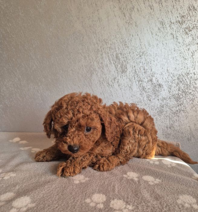 Poodle toy  той пудел