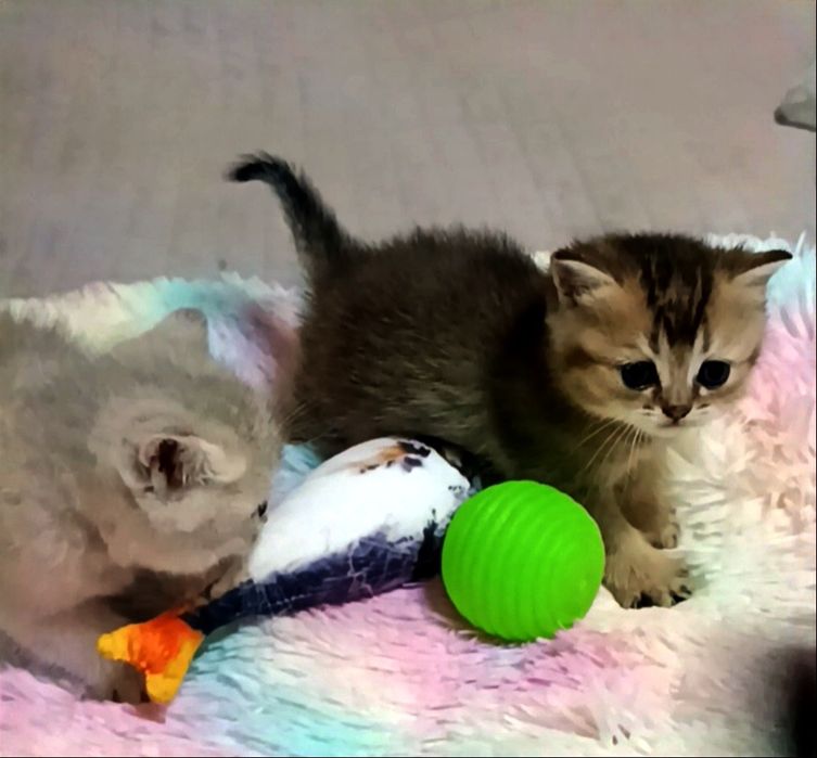 Британские котята