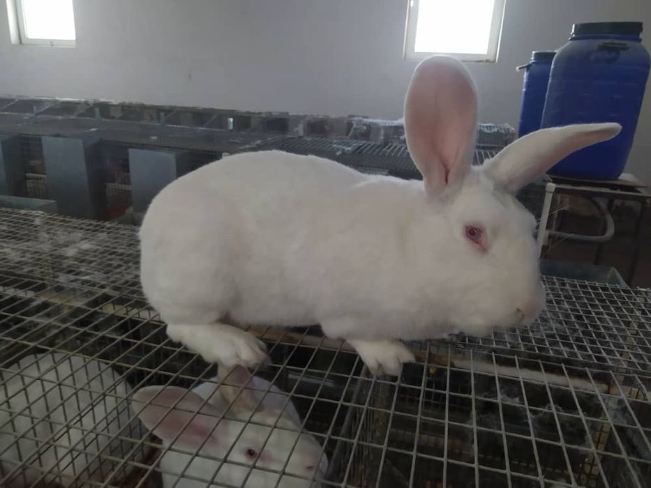 Продаются кролики -молодняк породы HYKOLE