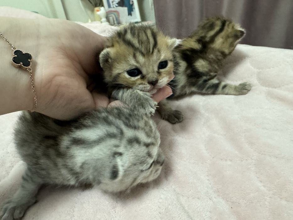 Продам Шотландских котят