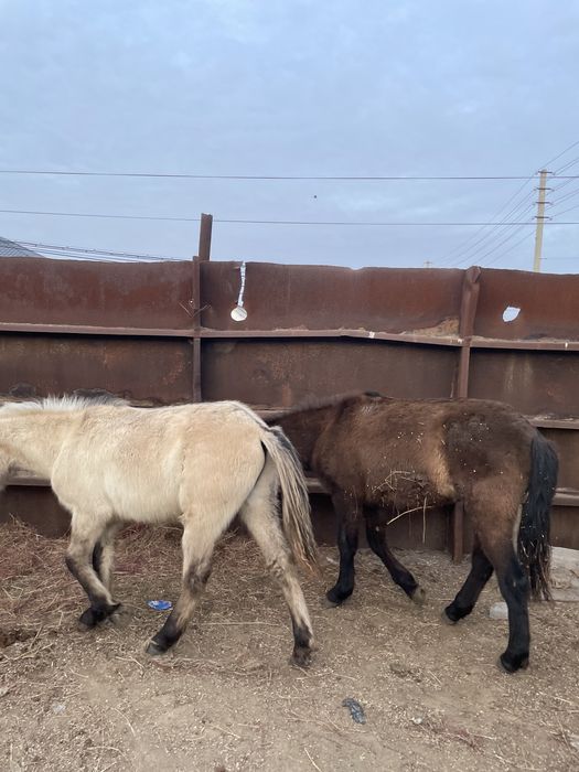 Қызылқоғасынын жабағасы