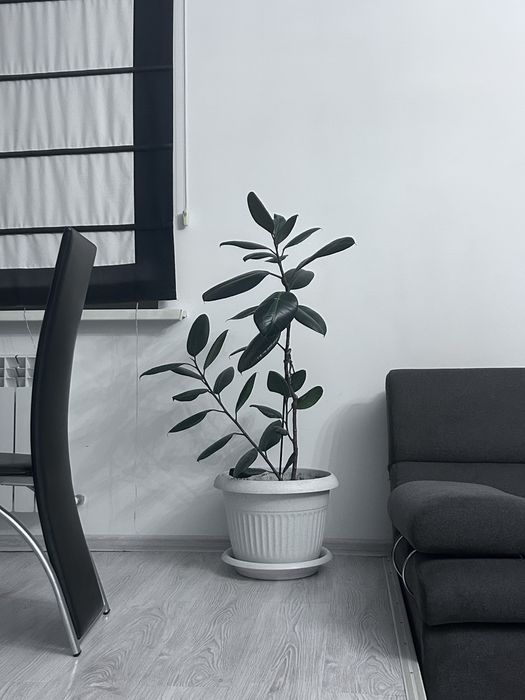 Продаю комнатные растения (Фикусы)