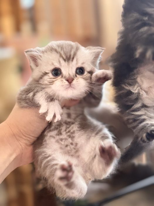 Срочно продам котят с породой