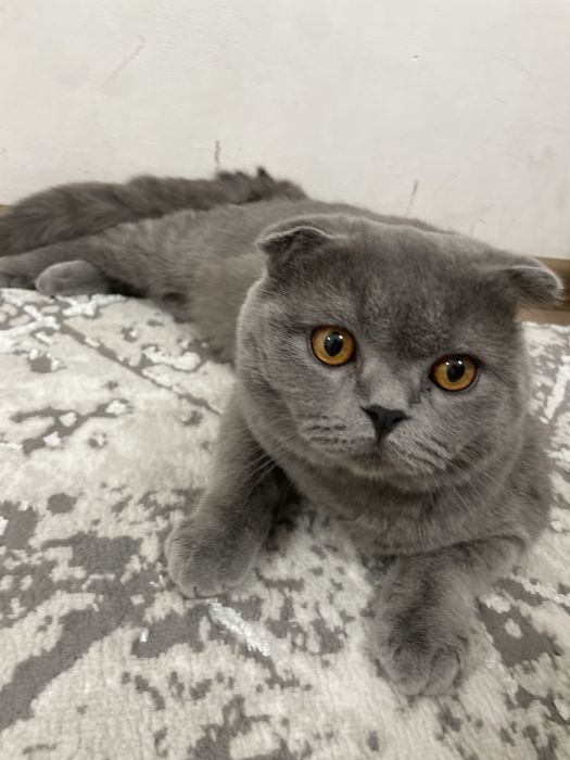 Продам кошку