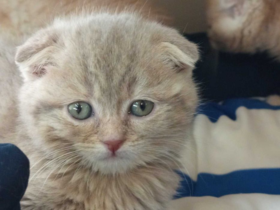 Шотландски клепоухи котенца