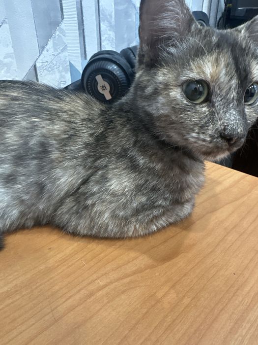 Отдам кошку в добрые руки