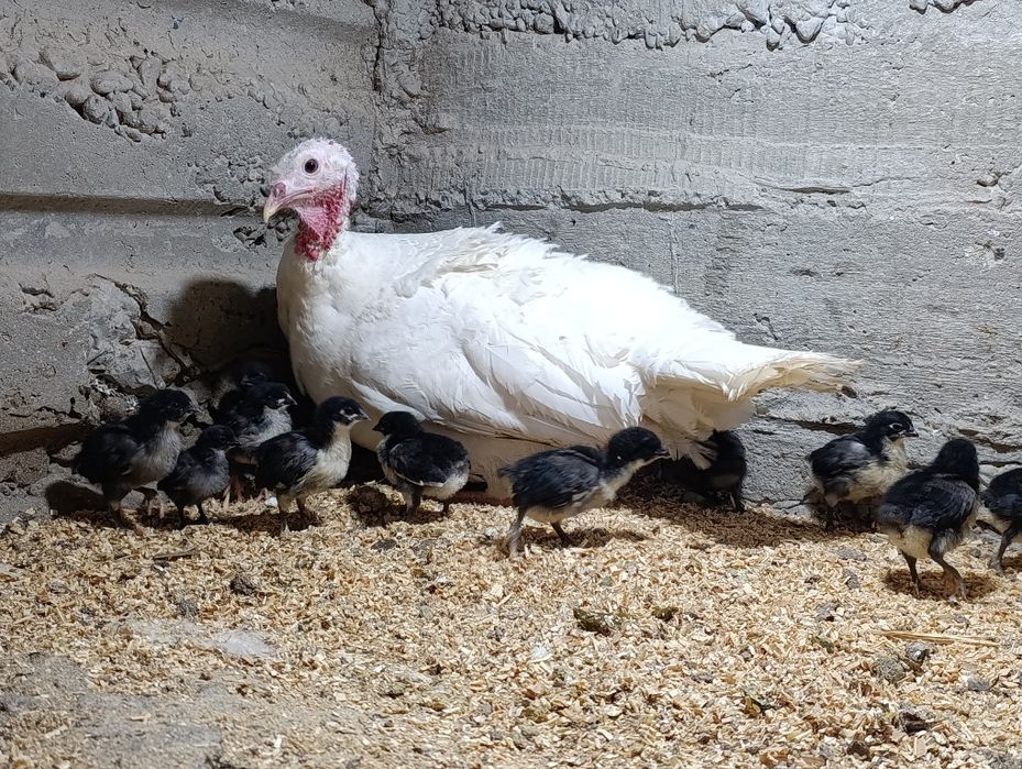 Австролорп зотли гўшт ва тухум йўналишидаги товуқ жўжалари сотилади