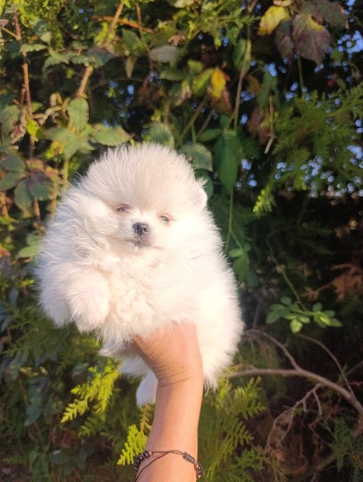 Pomeranian mini toy mascul