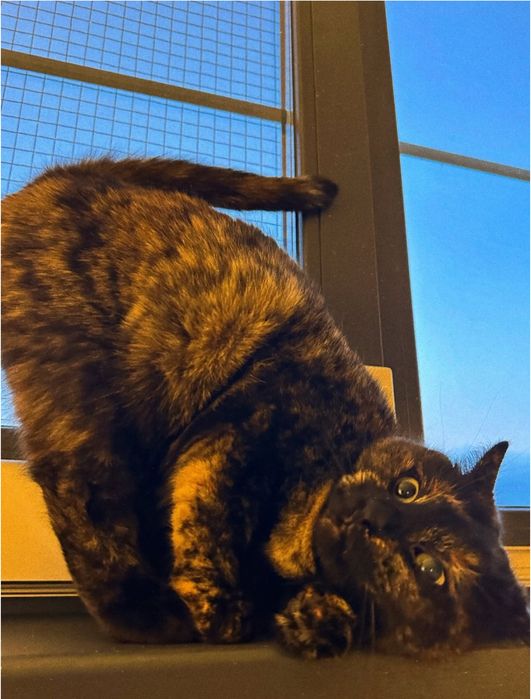 Pet Sitter | Îngrijitor animale -Plimbare, vizite, cazare,bonă animale