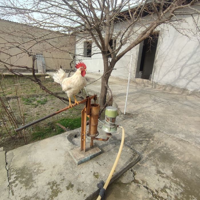 Xuroz sotiladi. 160 ming