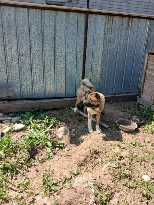 Американская акита