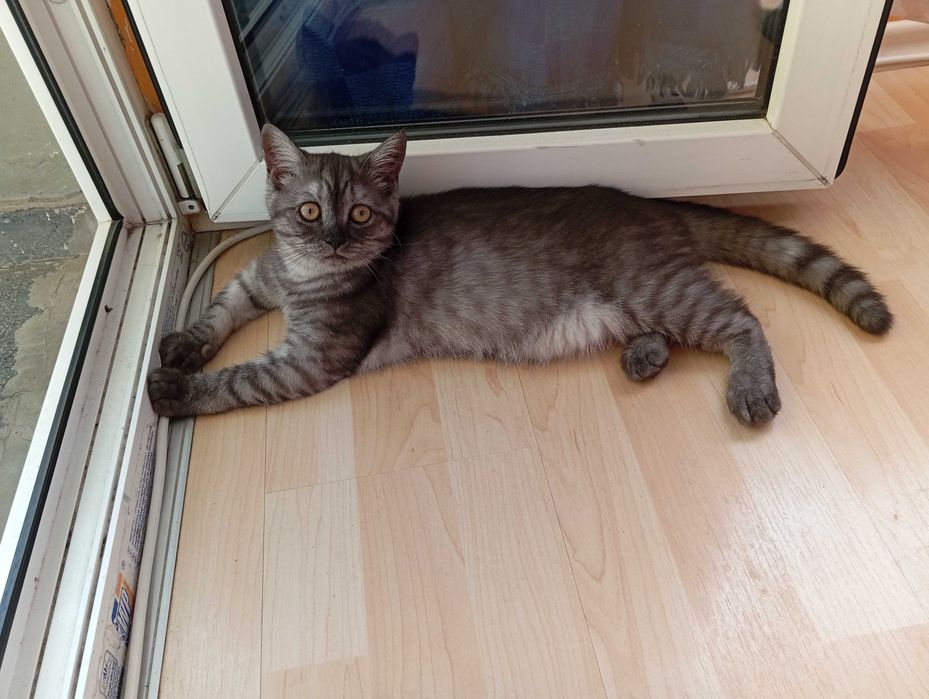 котка шотландска правоуха, цвят сиво тоби, пол- женски