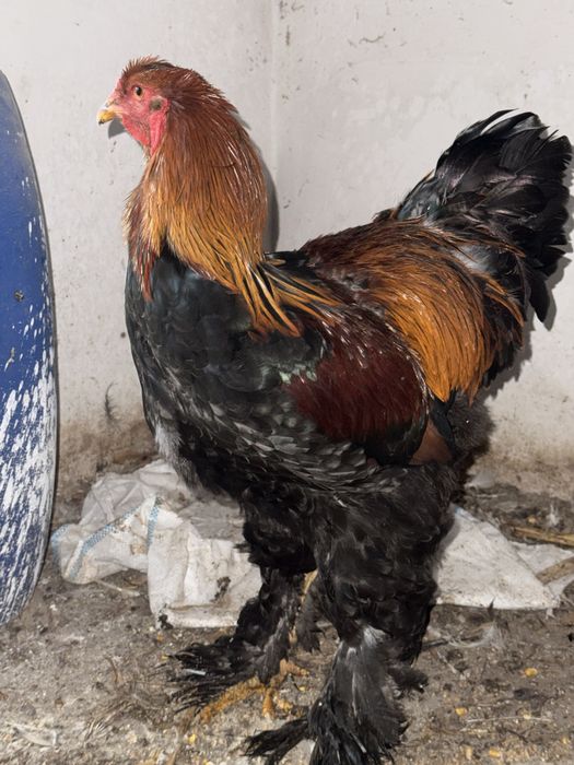 Cocosi brahma de TOP