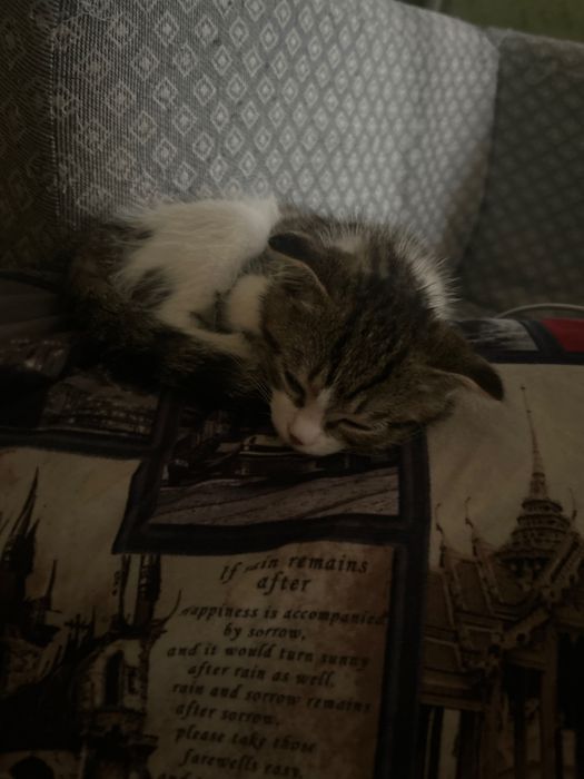 Отдам даром кошку