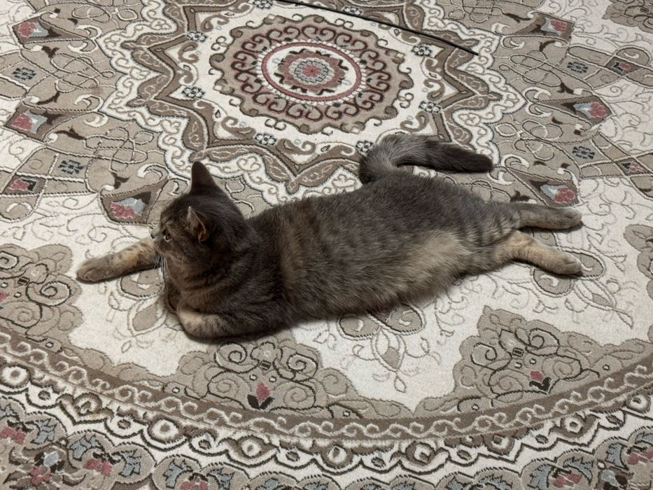 Кошка, наполовину шотланка