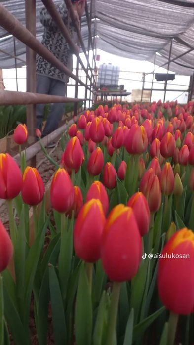 Тюльпаны оптом и в розницу