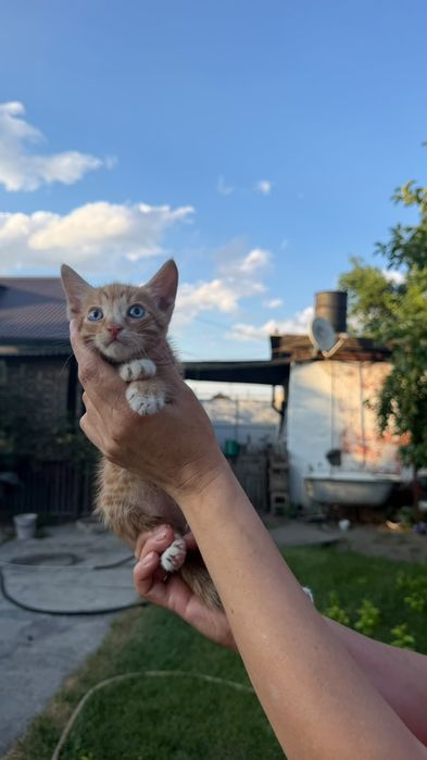 Отдам котят в хорошие руки