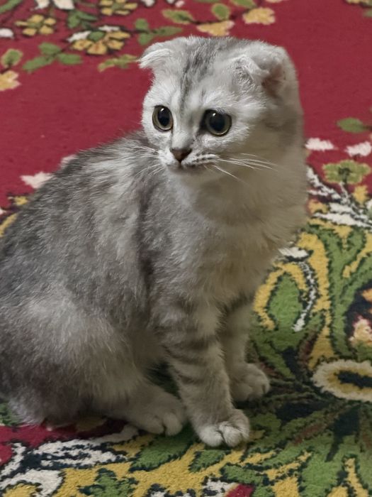 Кошка шотладская