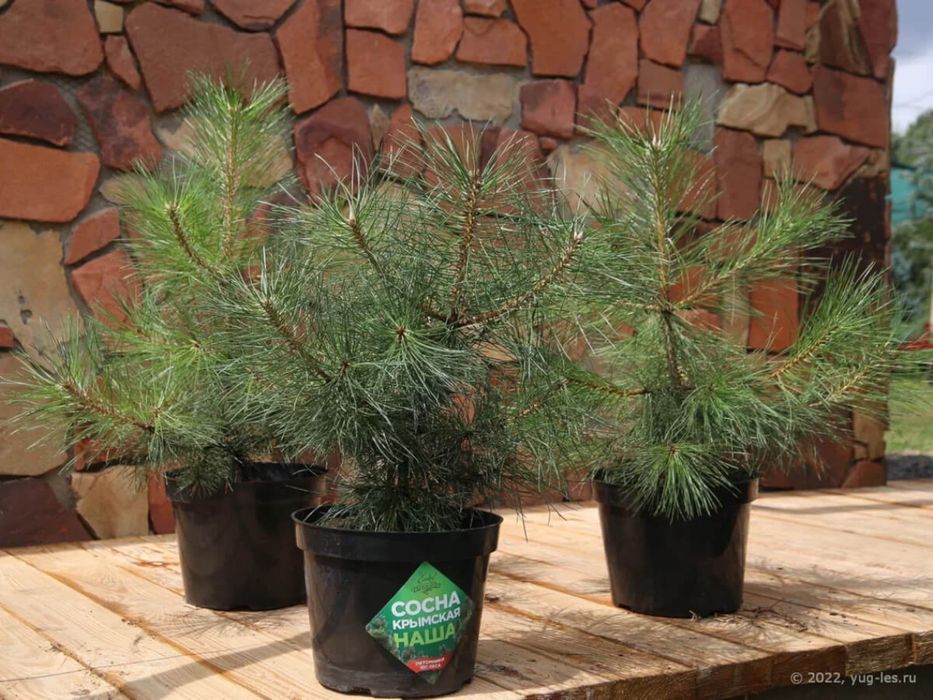 кустарники, саженцы, туи