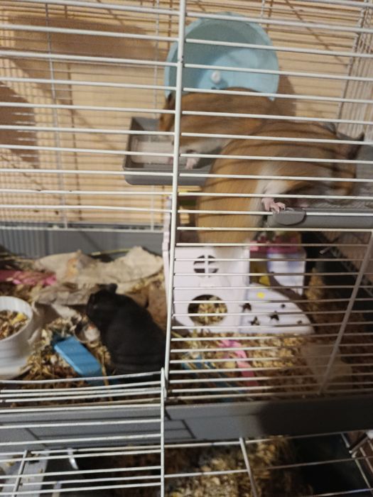 Продам сирийских хомяков