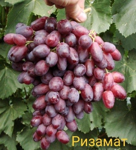 Виноград «Ризамат» ягода