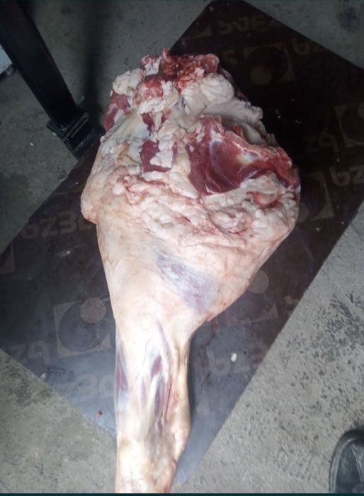 Мясо говядина Тарбагатайский