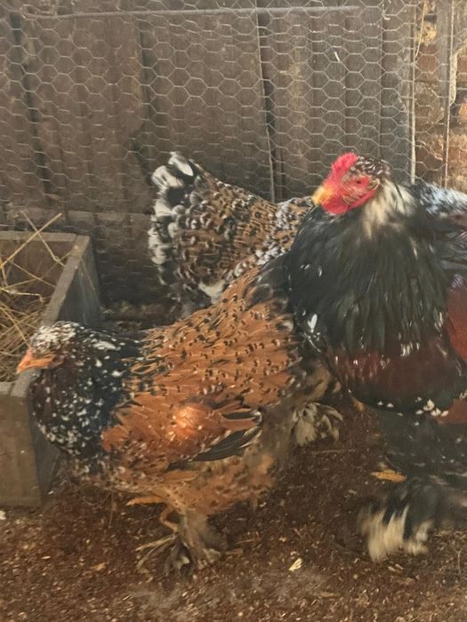 Brahma portelan pasari