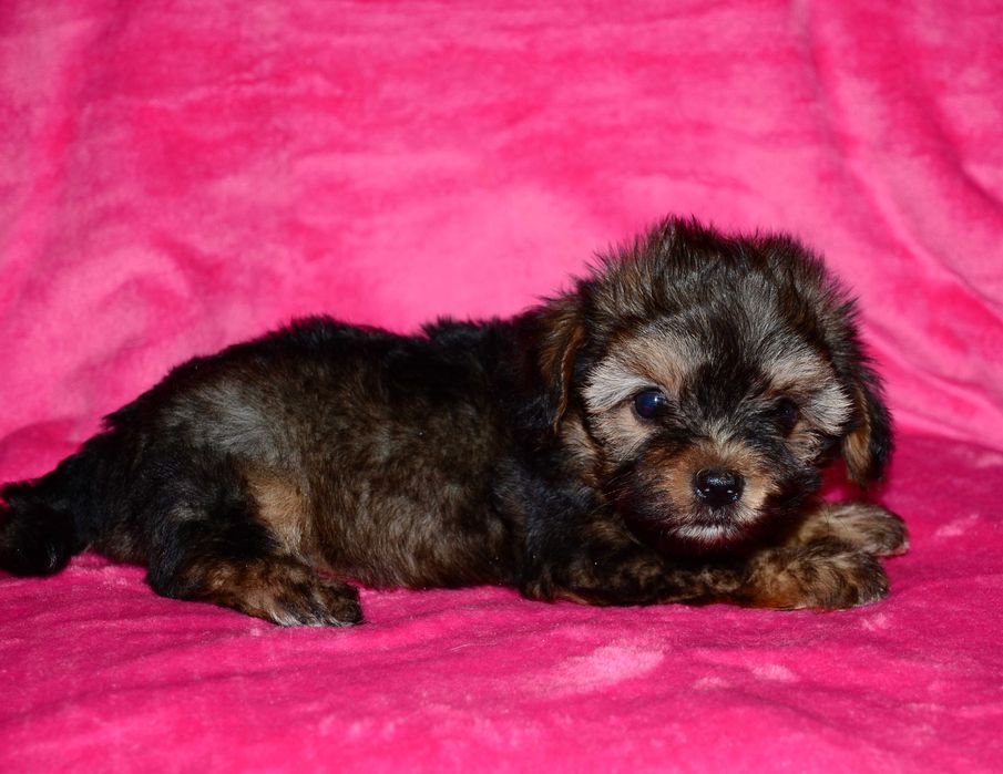 Мальтипу мини ! Maltipoo f1