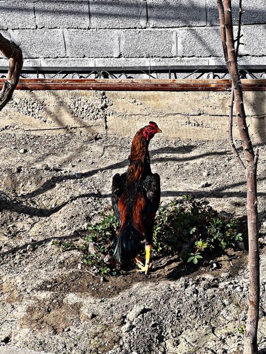 Toza korea joja sotuvda